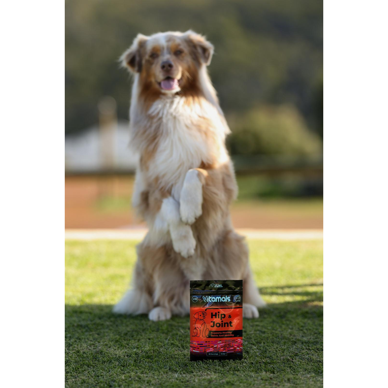 Dog Hip & Joint