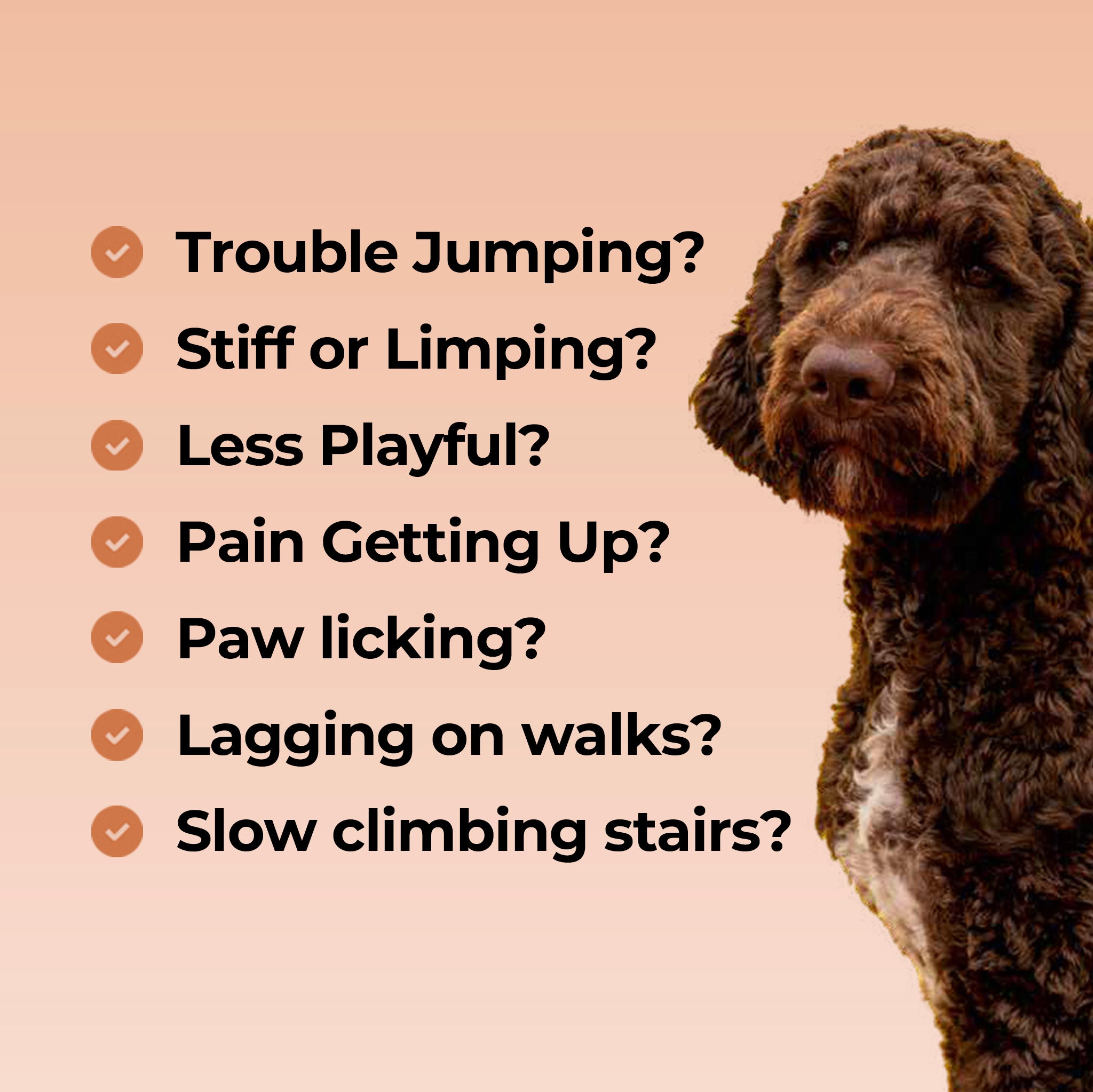 Dog Hip & Joint