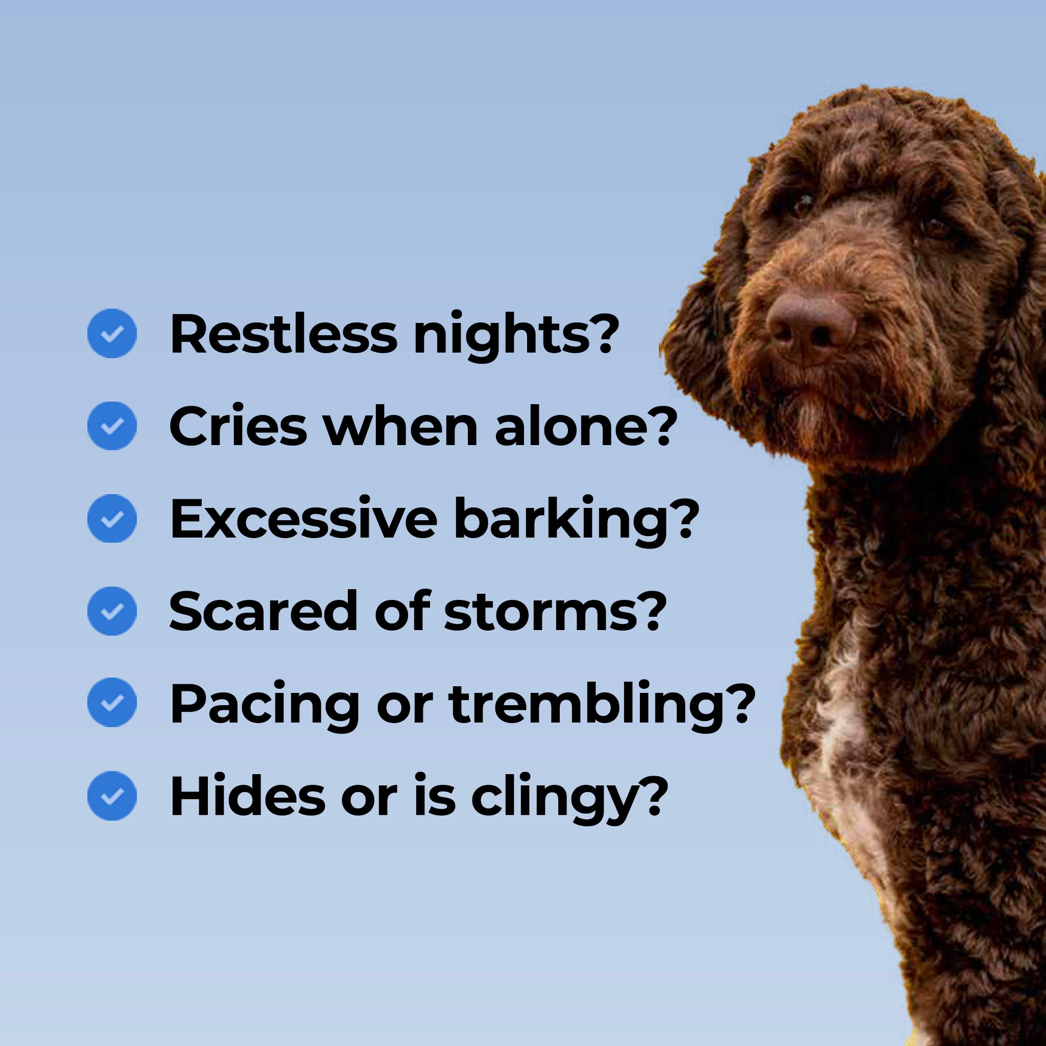 Dog Calm Plus