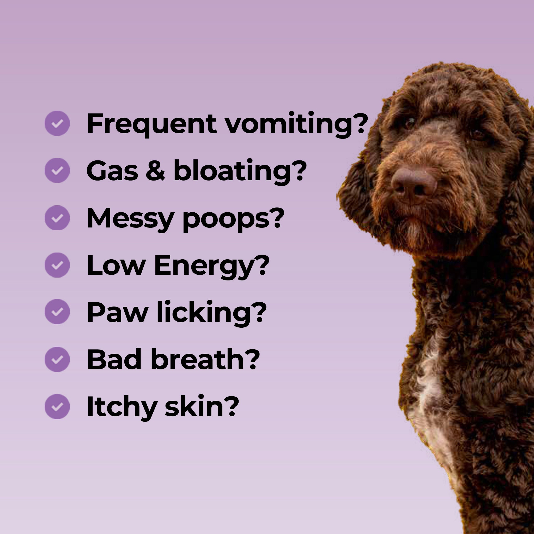 Dog Gut Health & Probiotic